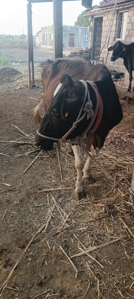 ગાય વેચવાની છ.