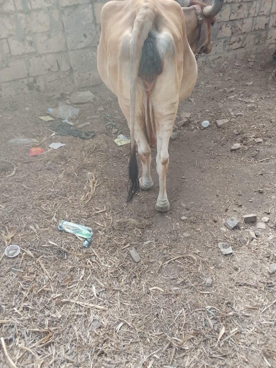 ગાય