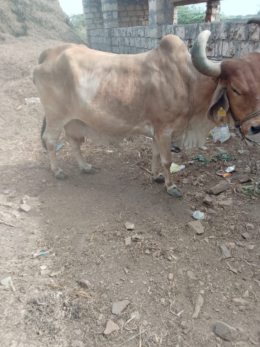 ગાય