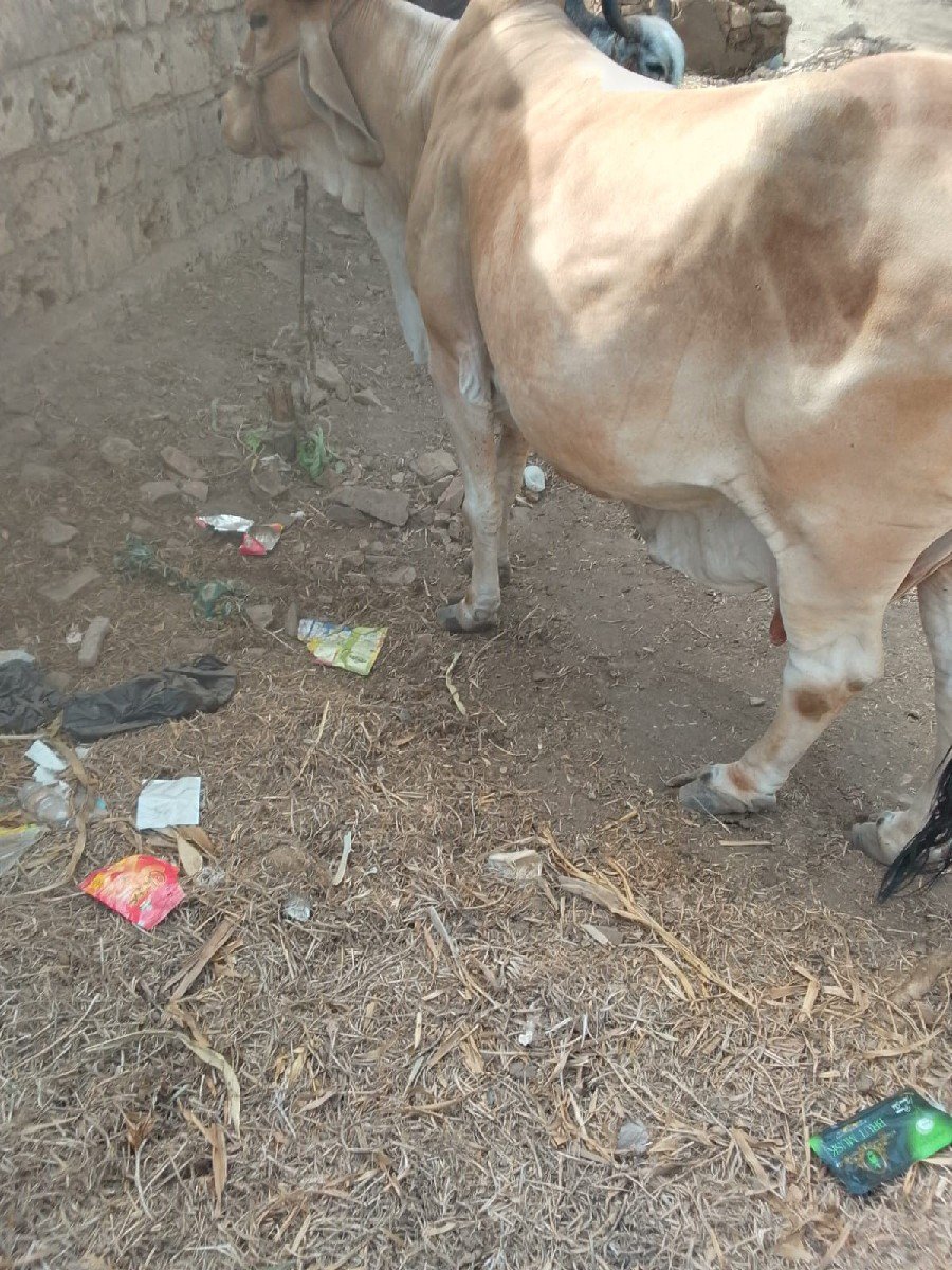 ગાય