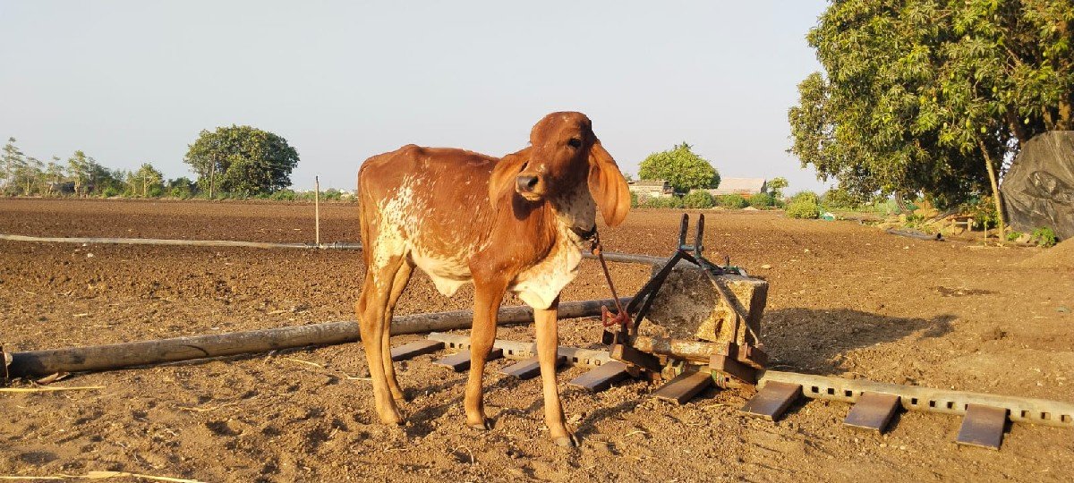 બે..ગીર..ગાય વેચવા ની છે