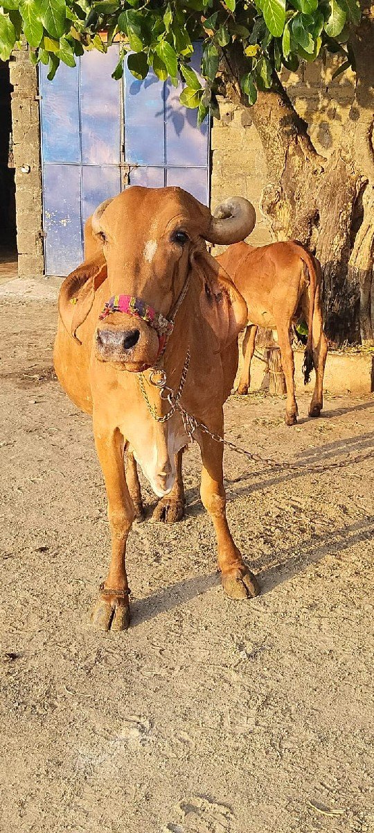 બે..ગીર..ગાય વેચવા ની છે