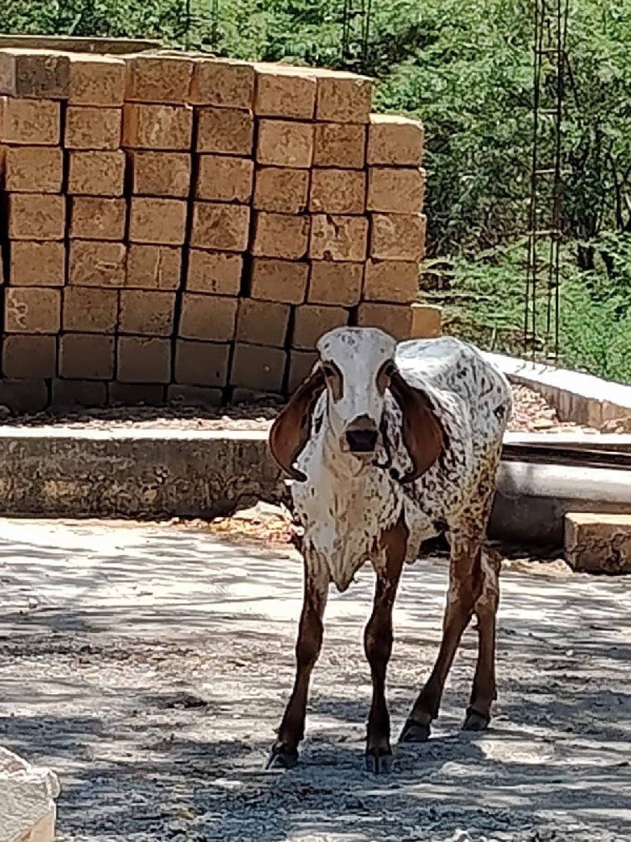 ગીર વાછરડી વેચવાની છે