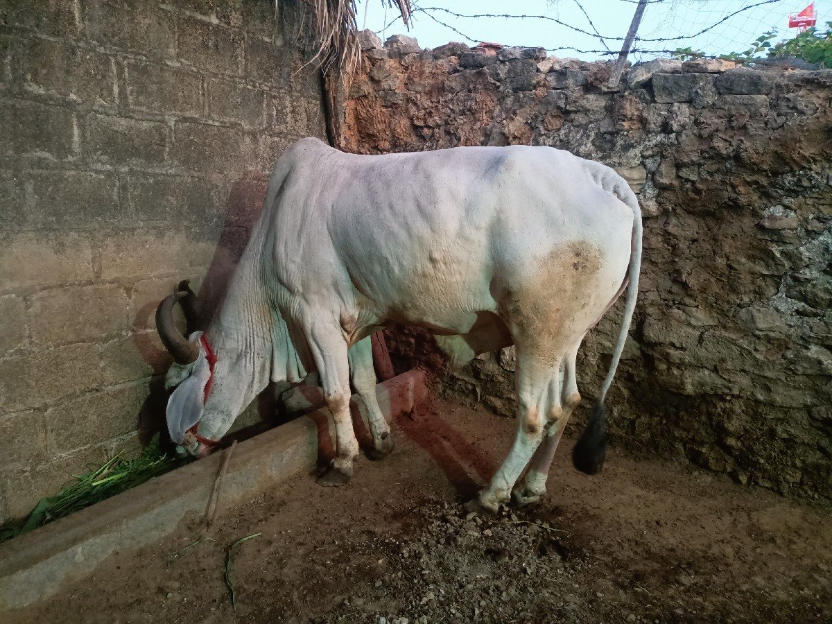 બળદ વેચવાનો છે
