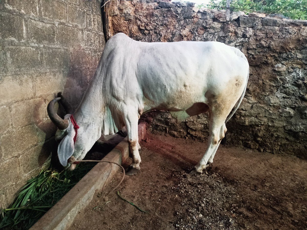 બળદ વેચવાનો છે