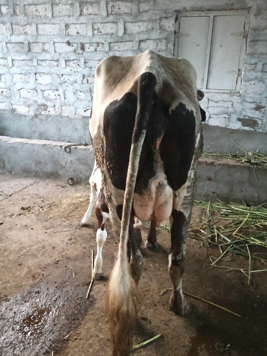 વેચવાની ની સે