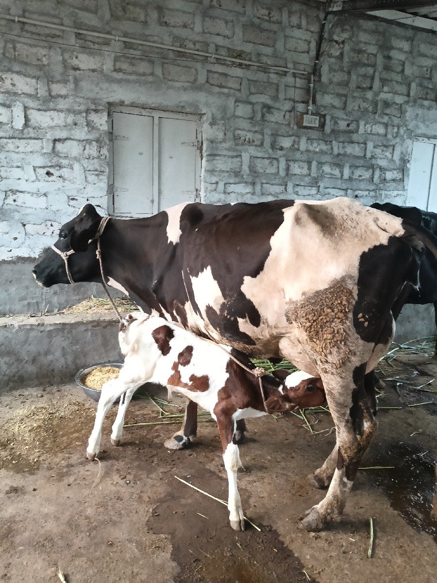 વેચવાની ની સે
