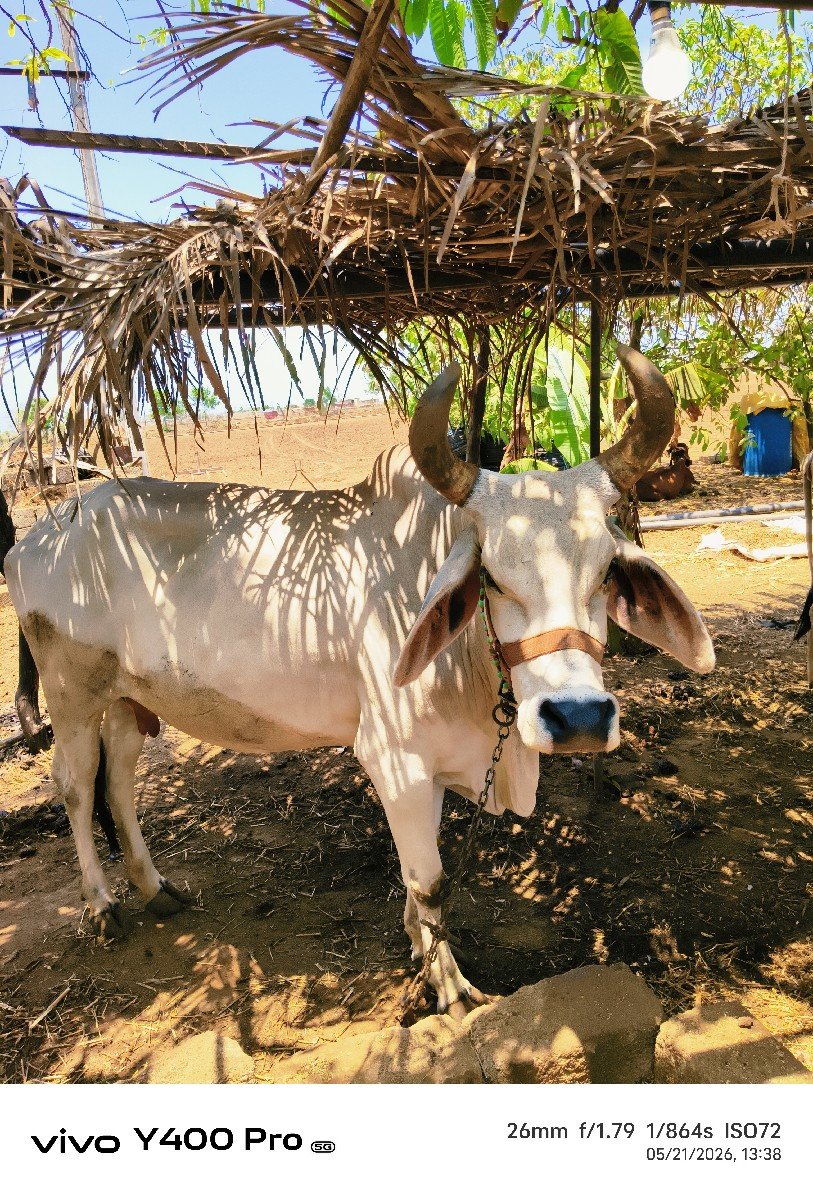 ગાય