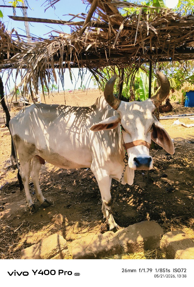 ગાય