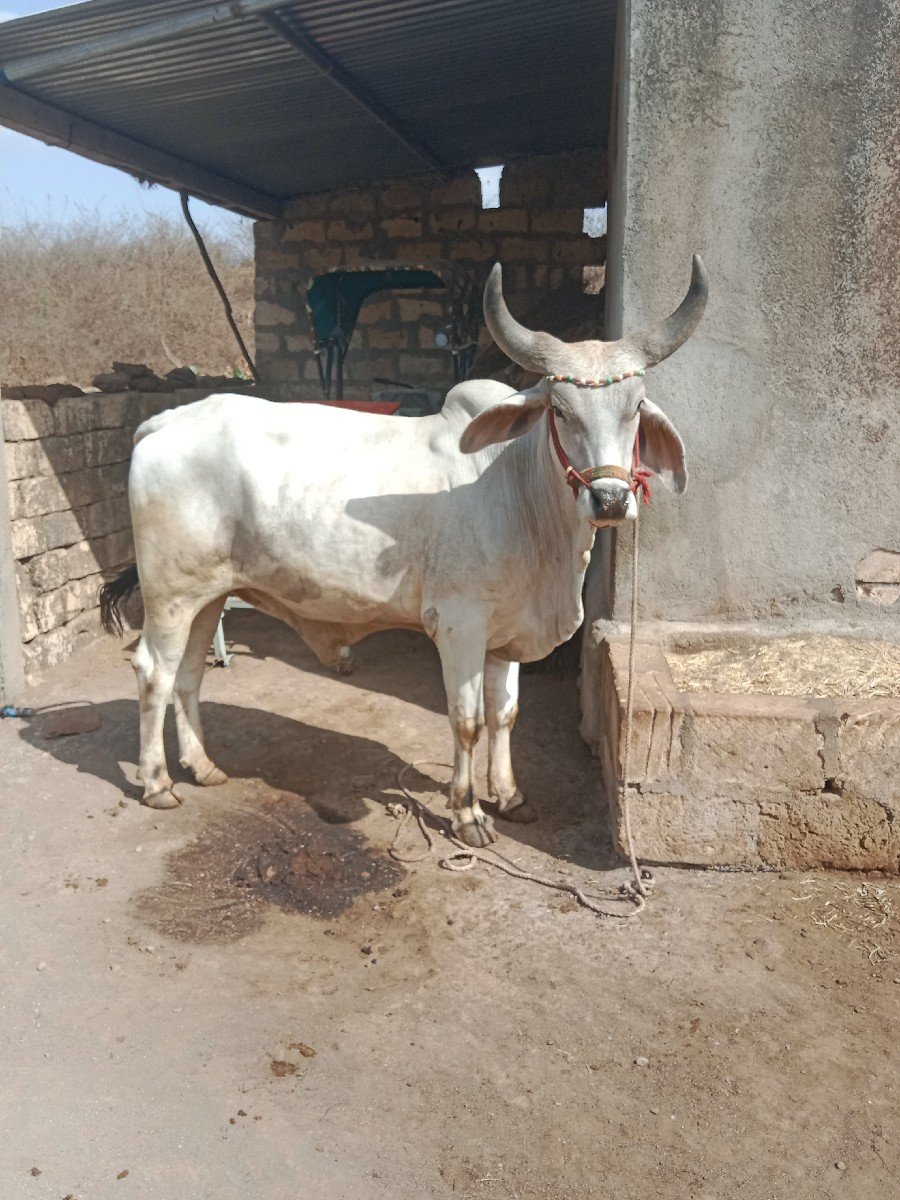 આ ગોઢલા વેશવાના છે છ દાતે છે