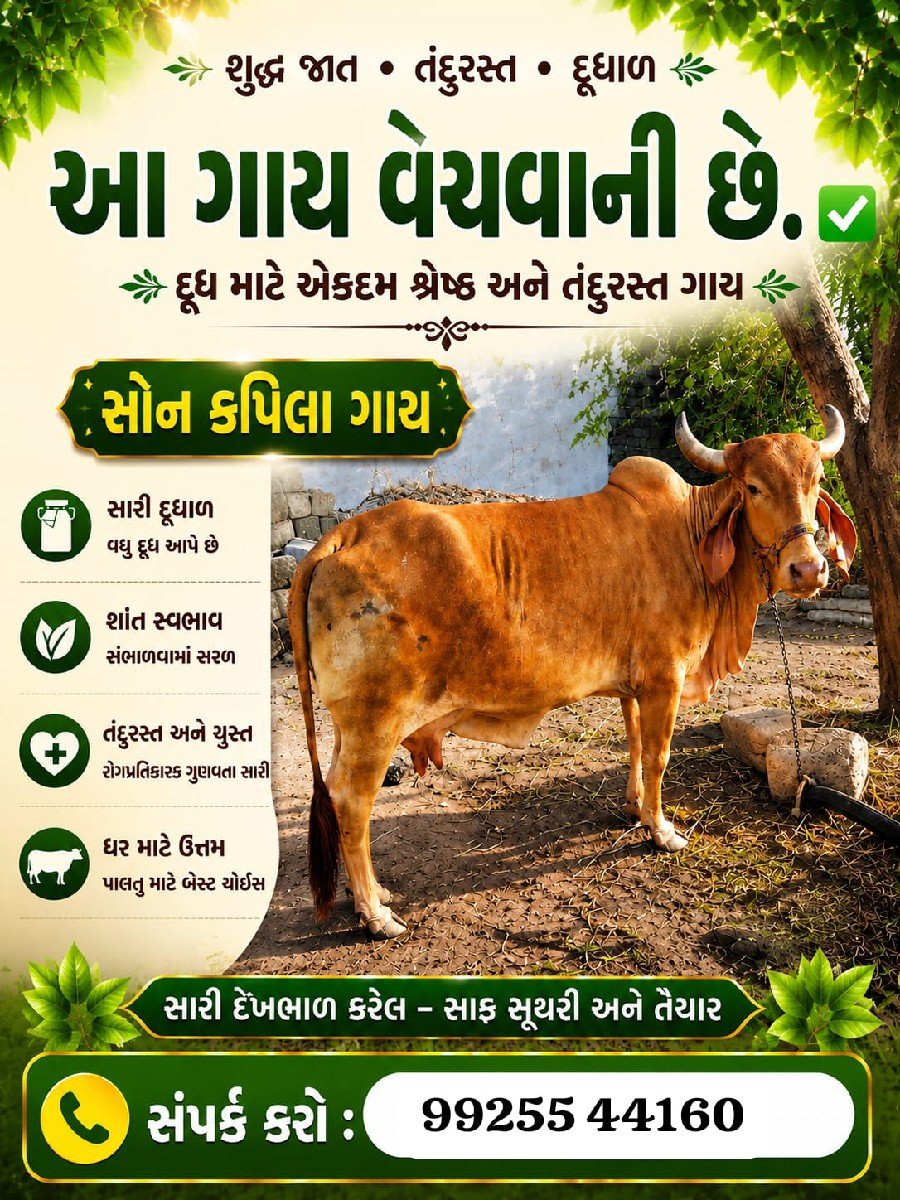 ગાય વેચવાની છે.