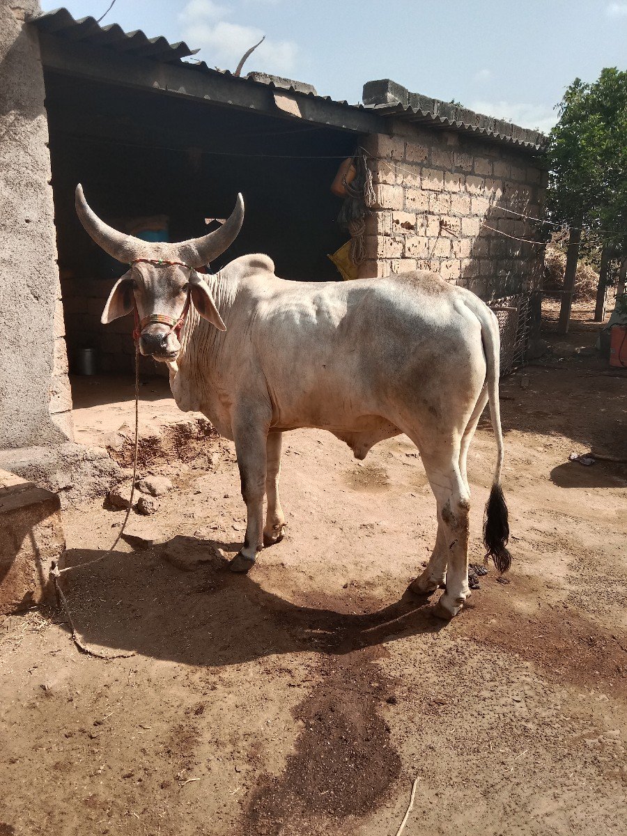 આ ગોઢલા વેશવાના છે છ દાતે છે