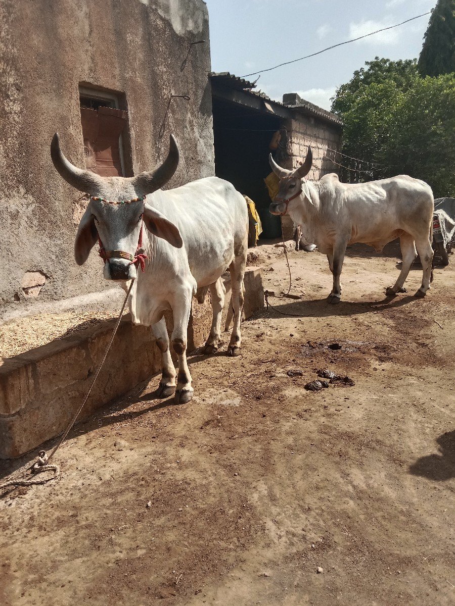 આ ગોઢલા વેશવાના છે છ દાતે છે