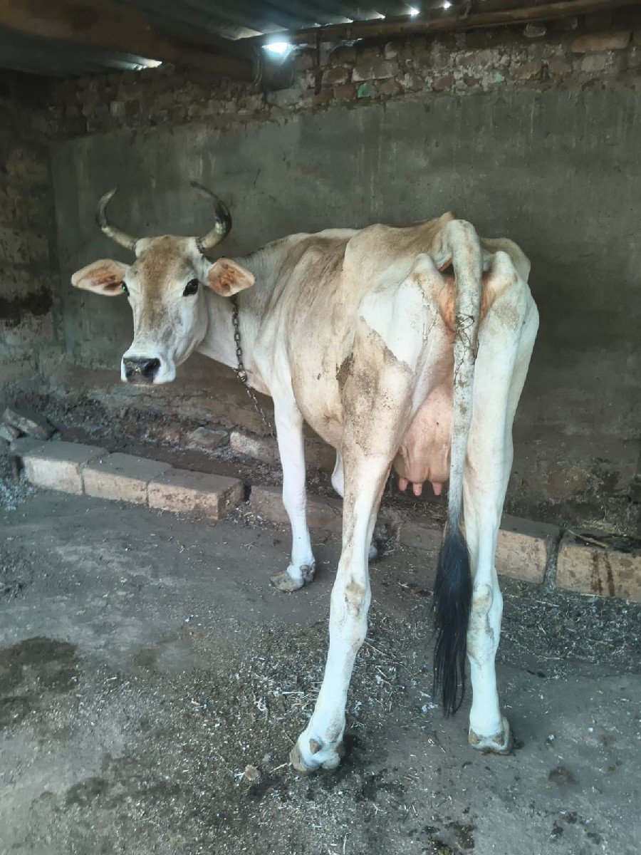 ગાય વેચવાની છે