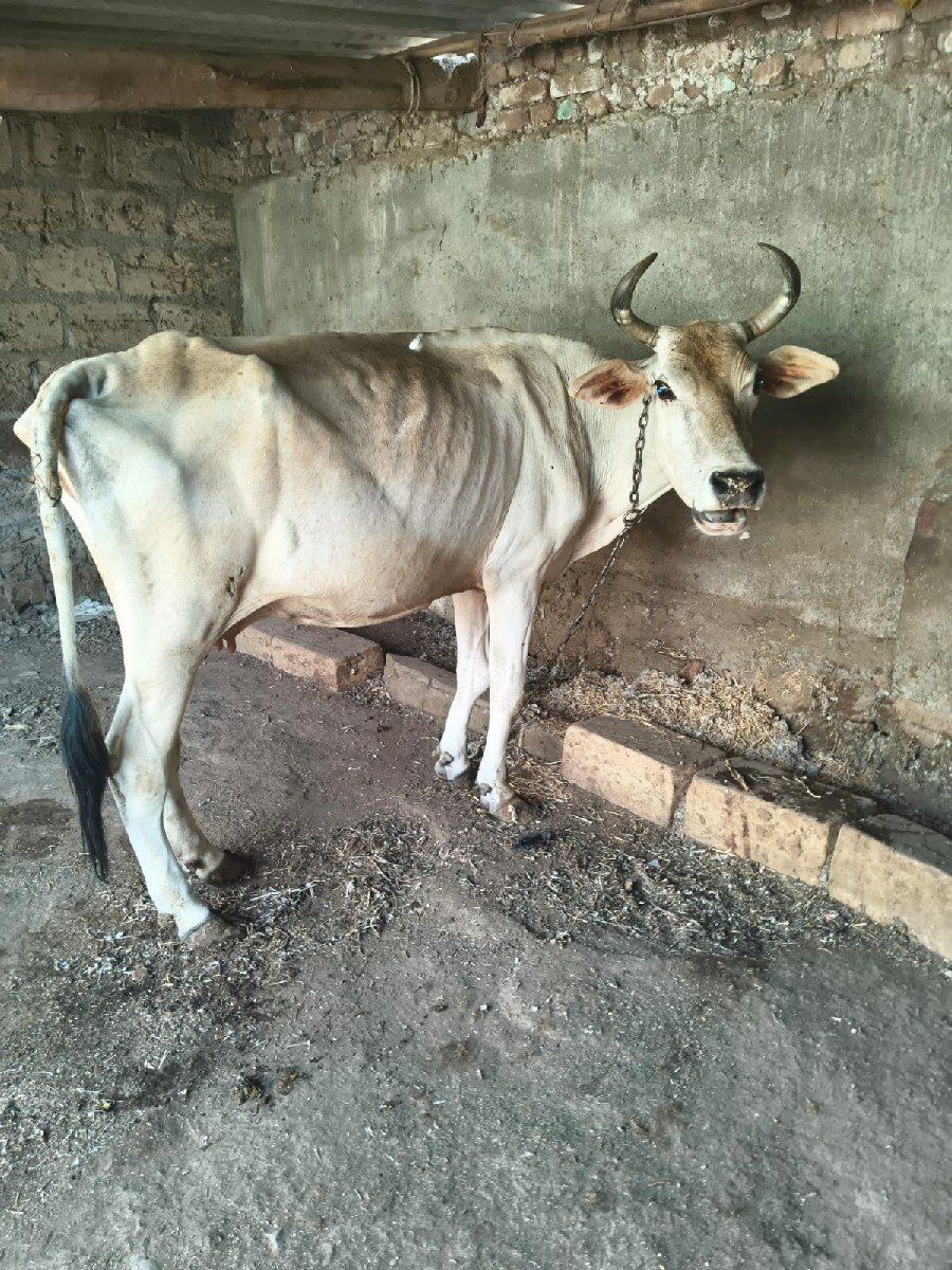 ગાય વેચવાની છે
