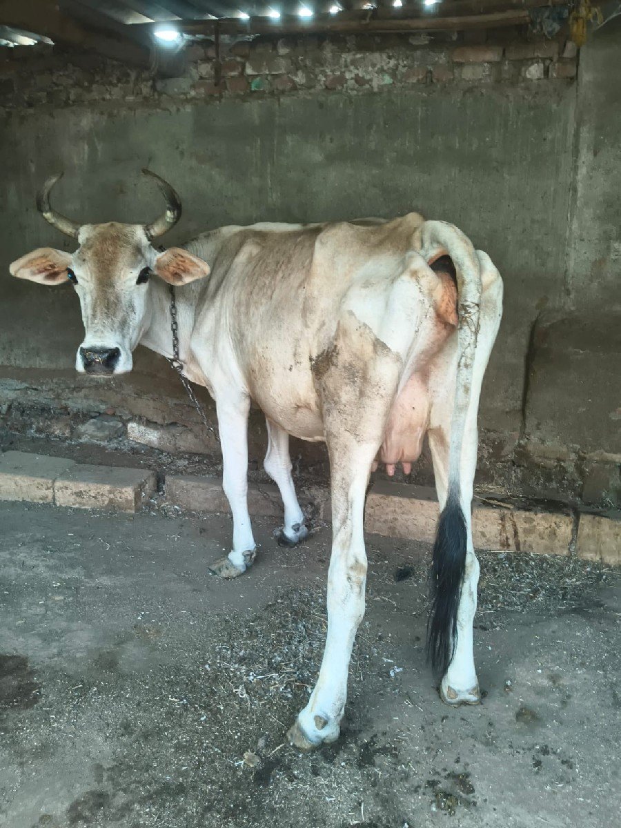 ગાય વેચવાની છે