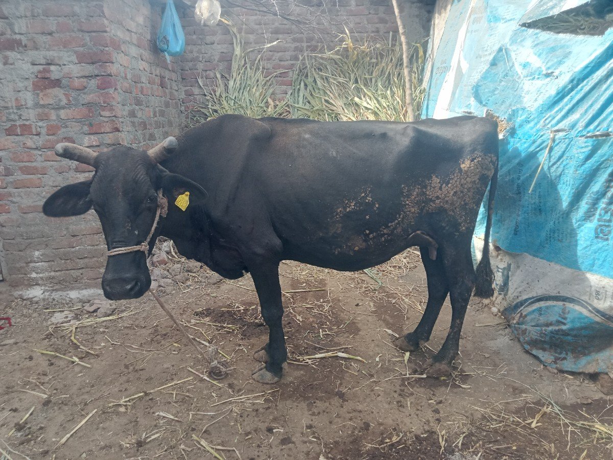એચ. એફ. ગાય વેચવાની છે
