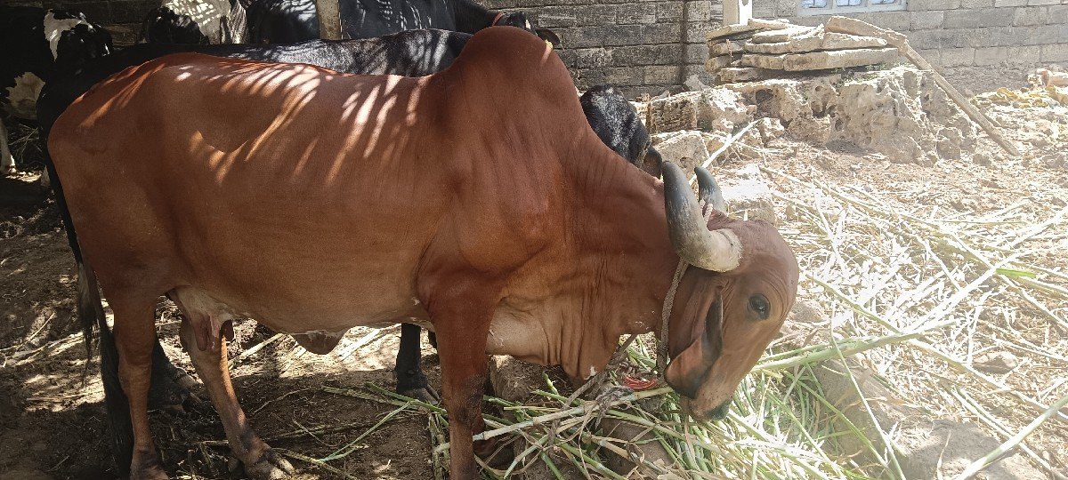 ગીર ગાય વેચવાની છે