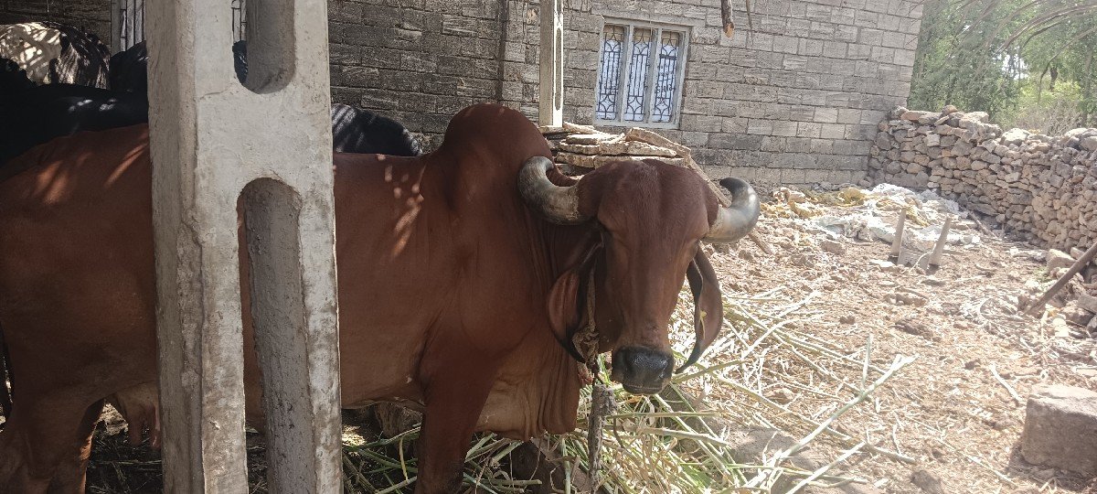 ગીર ગાય વેચવાની છે