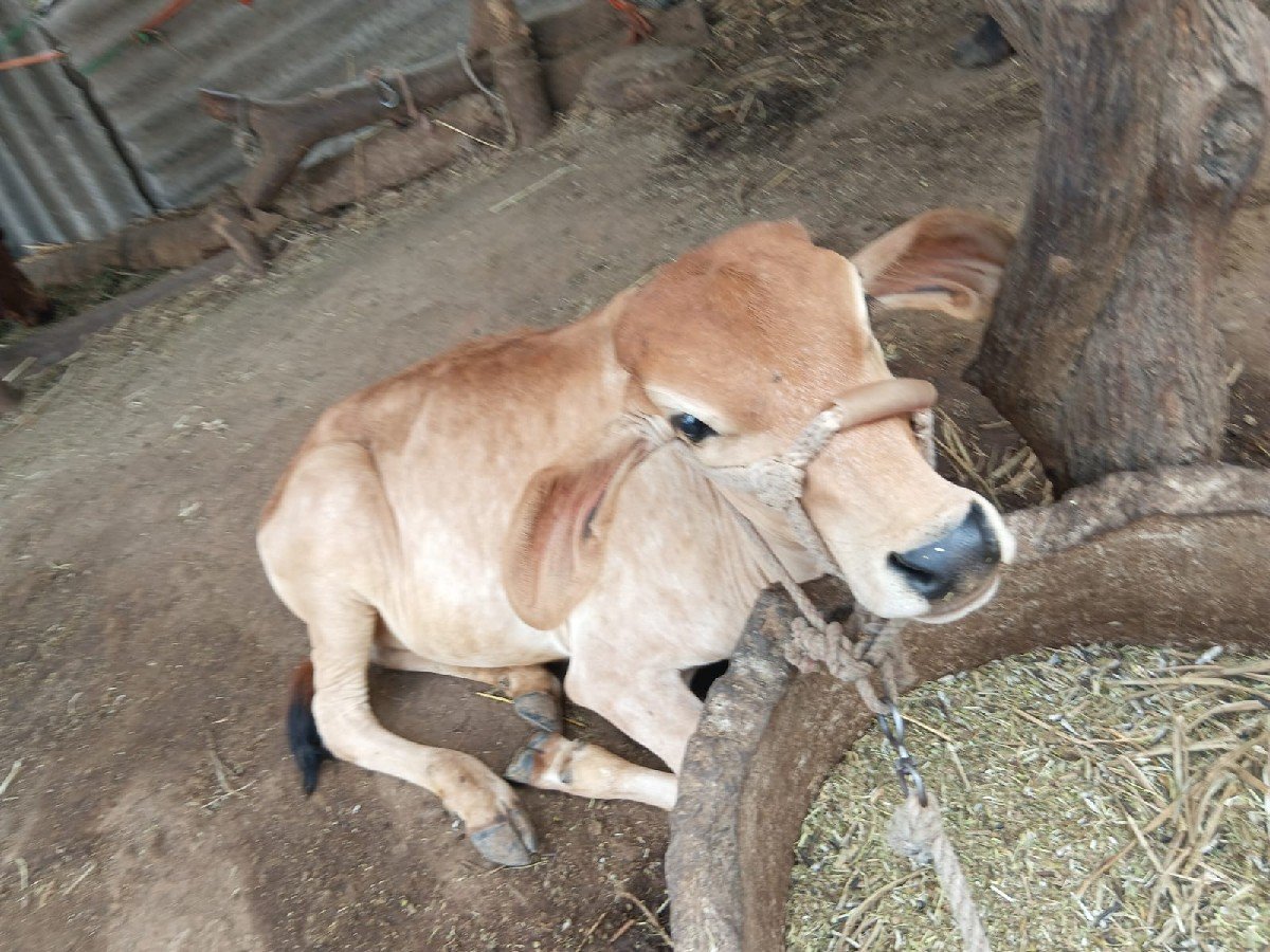 4 લીટર દુધ