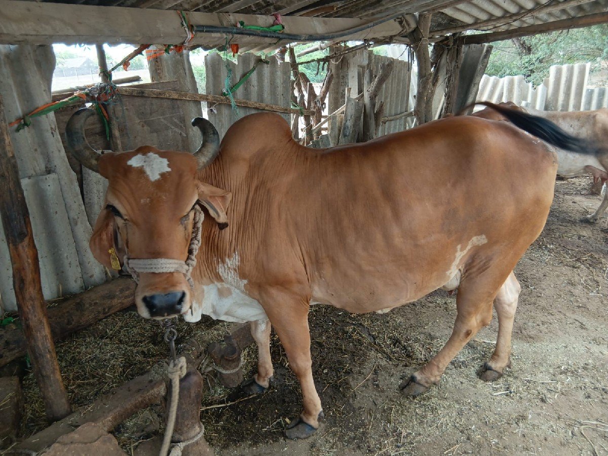4 લીટર દુધ