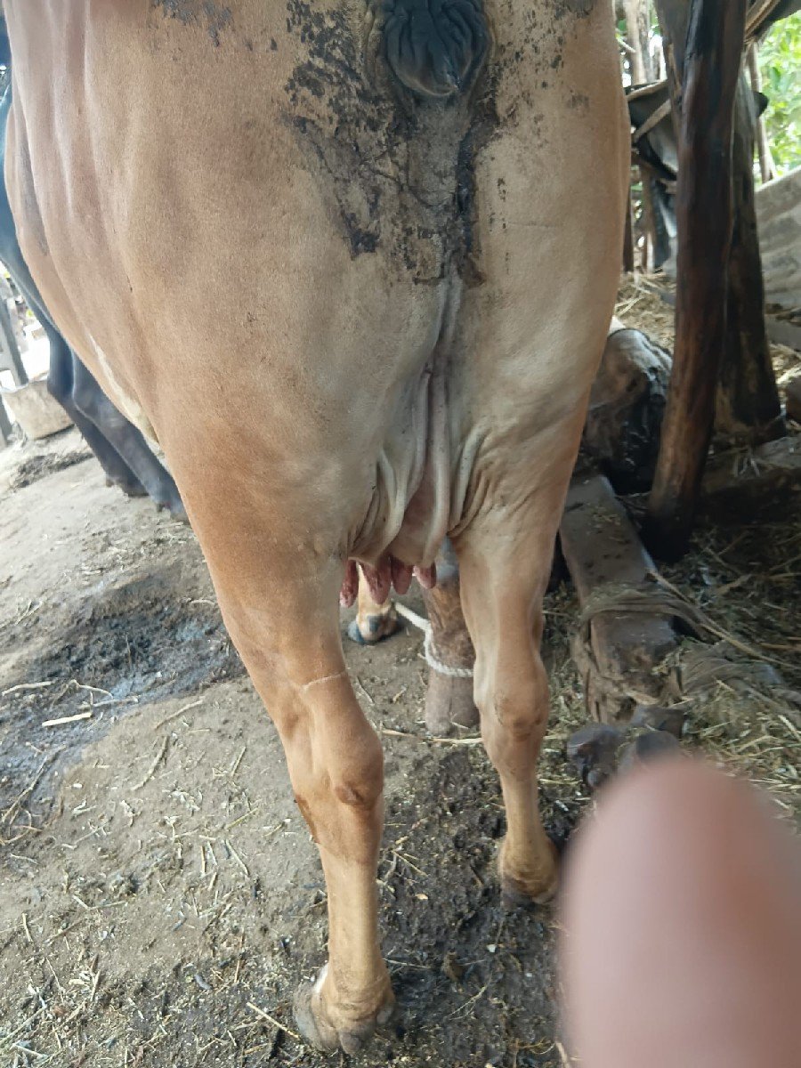 4 લીટર દુધ