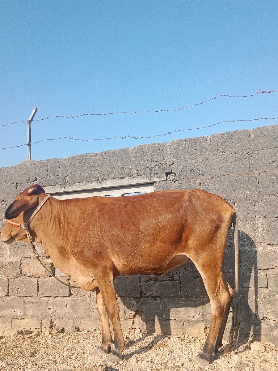 ગાય વેચવાની છે
