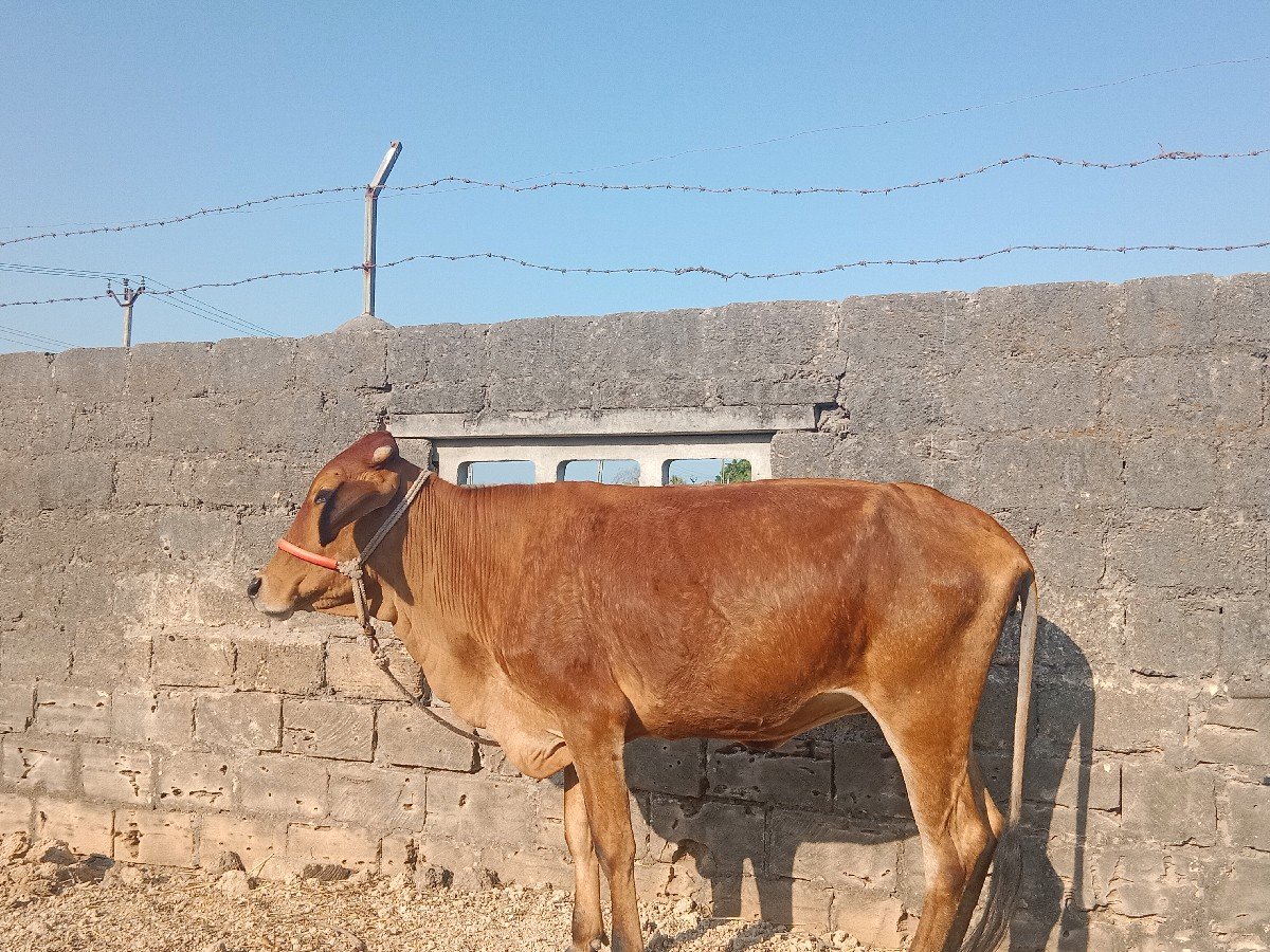 ગાય વેચવાની છે