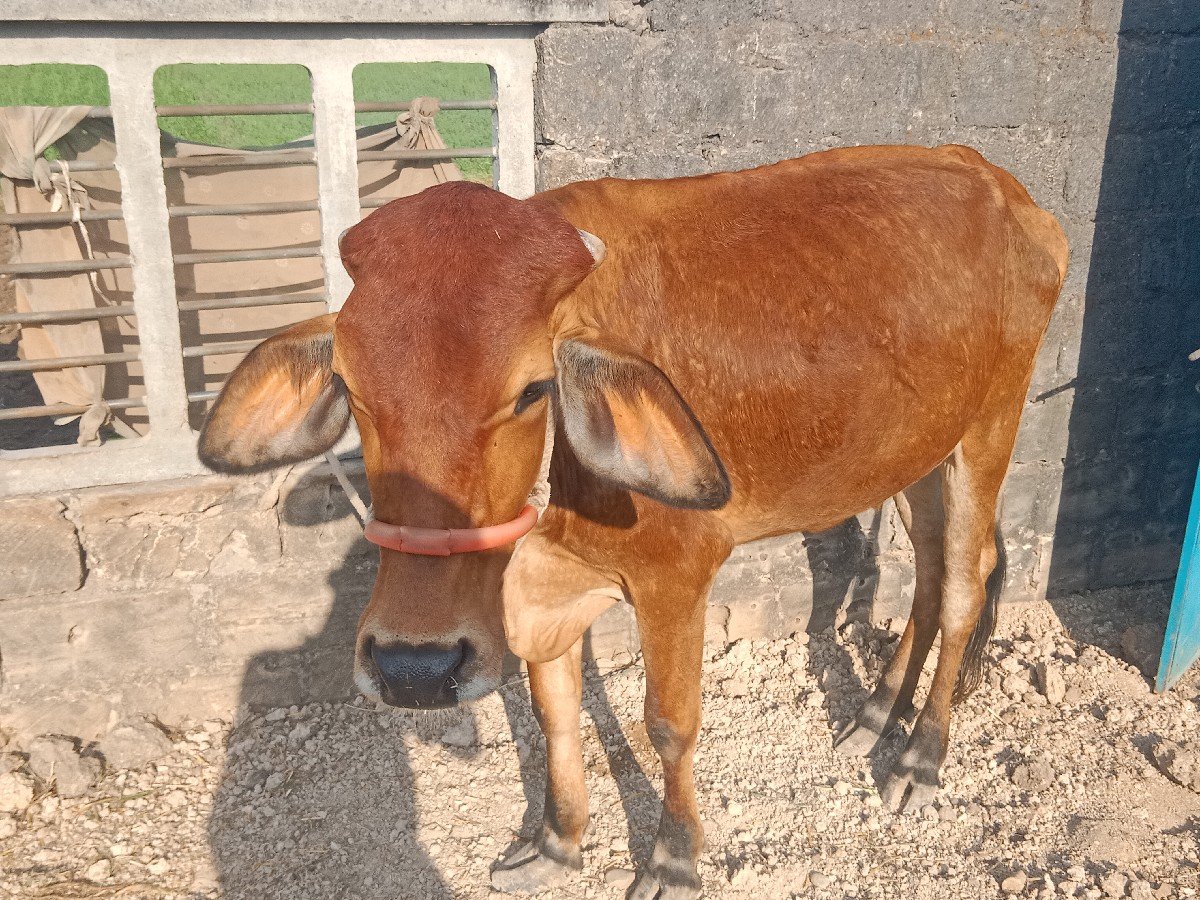 ગાય વેચવાની છે