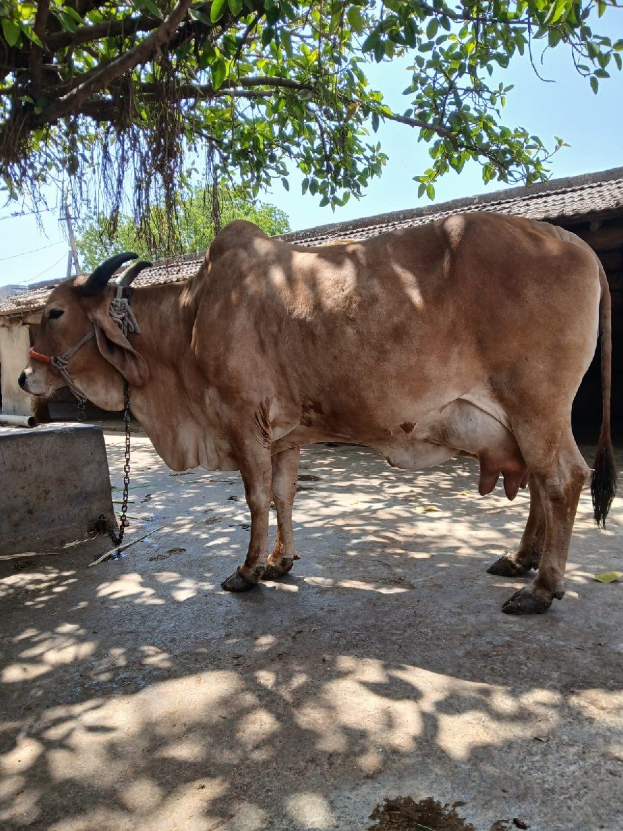 ગાય વેચવાની છે
