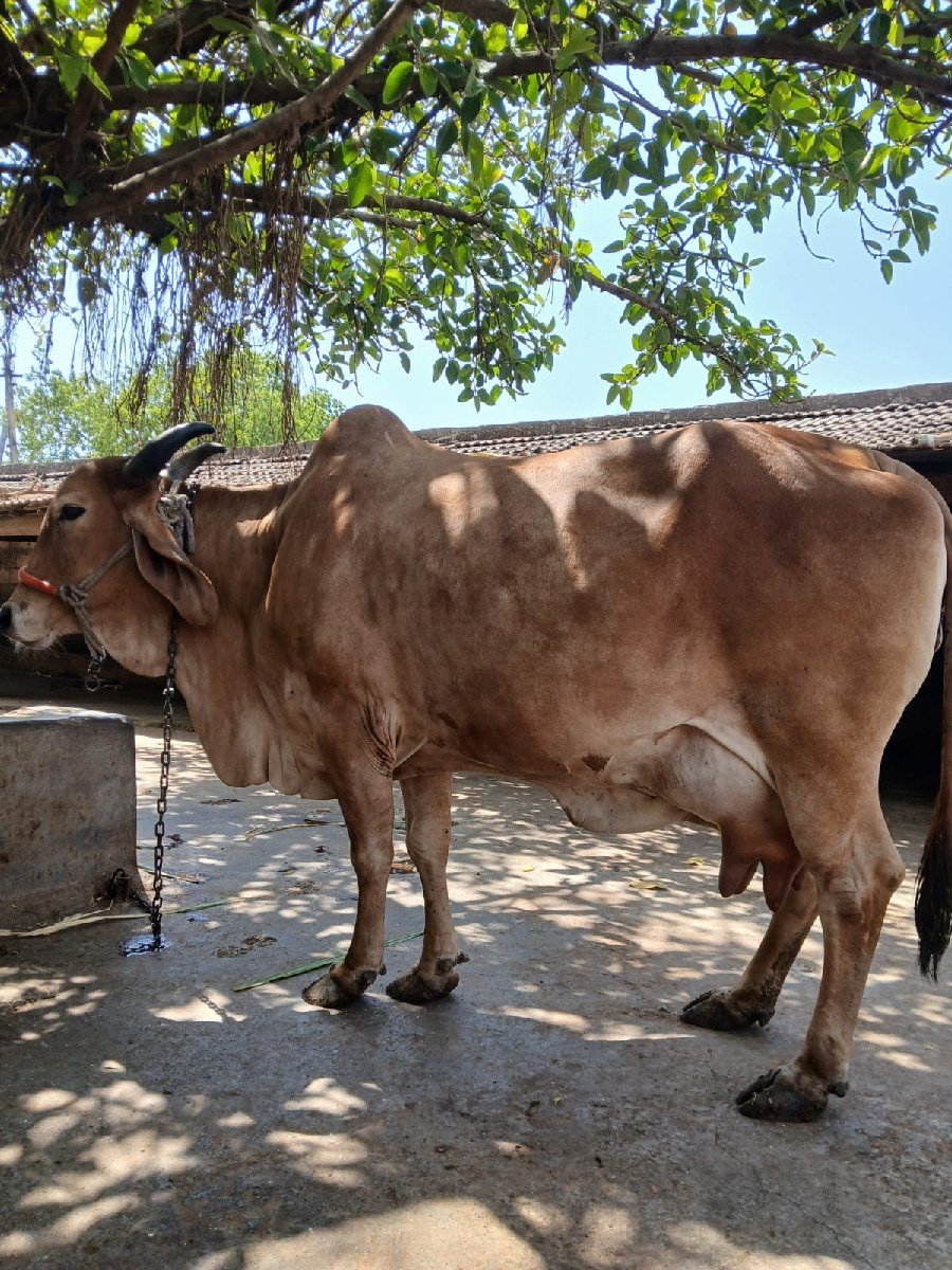 ગાય વેચવાની છે