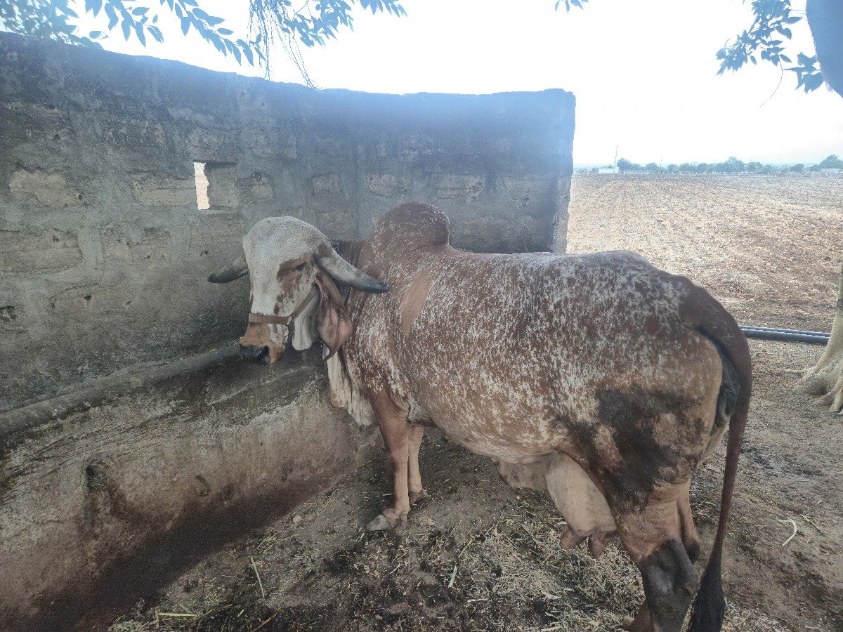 ગીર ગાય વેચવાની છે