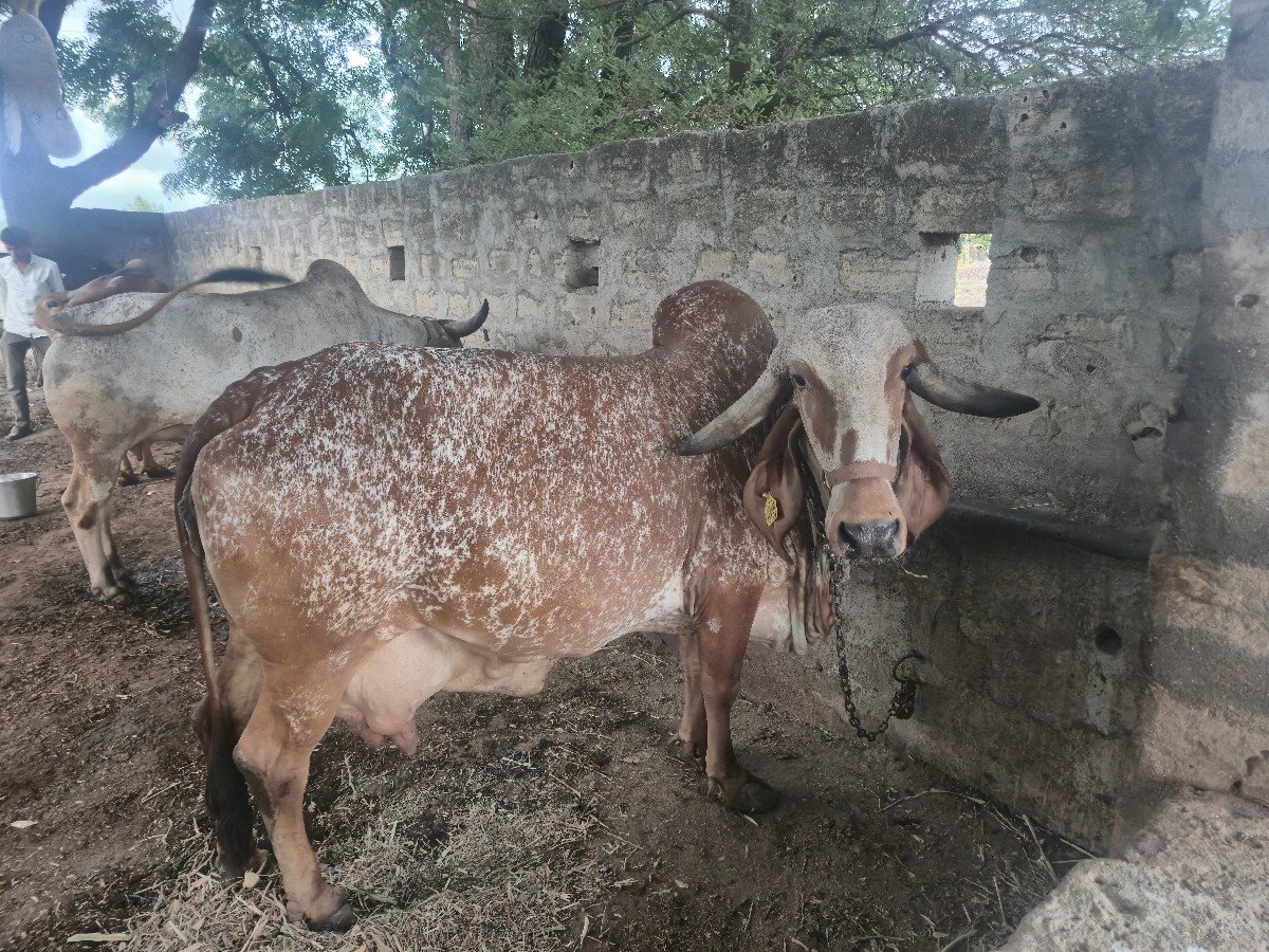 ગીર ગાય વેચવાની છે
