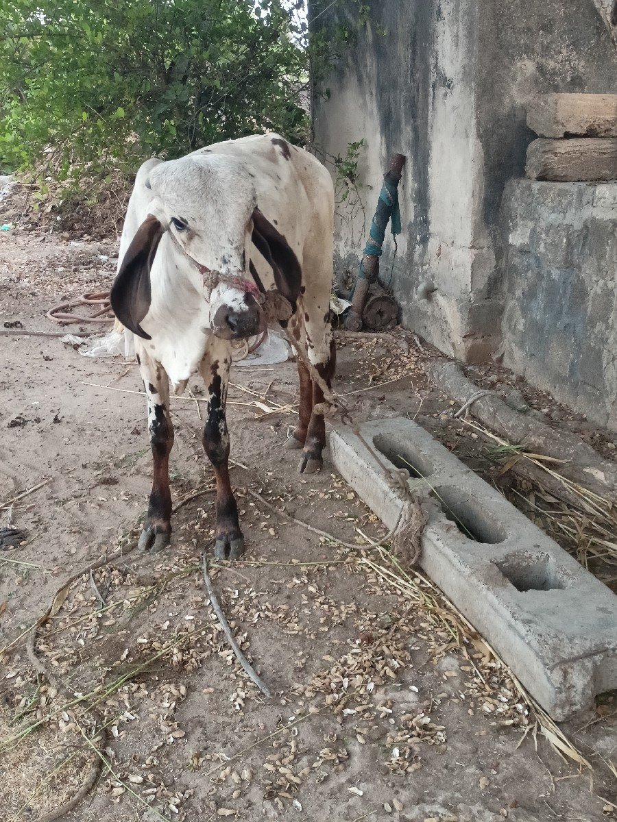 વાછડી વેચવાની છે