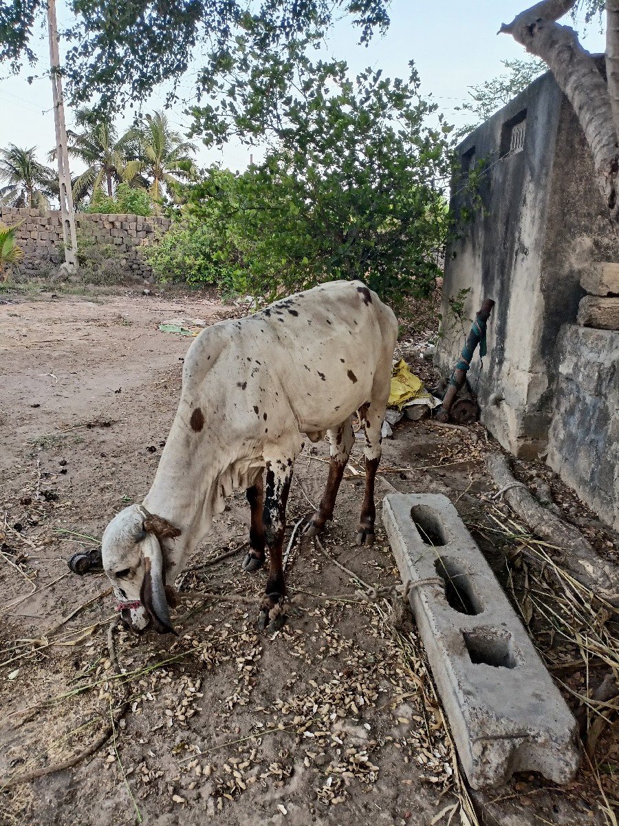 વાછડી વેચવાની છે