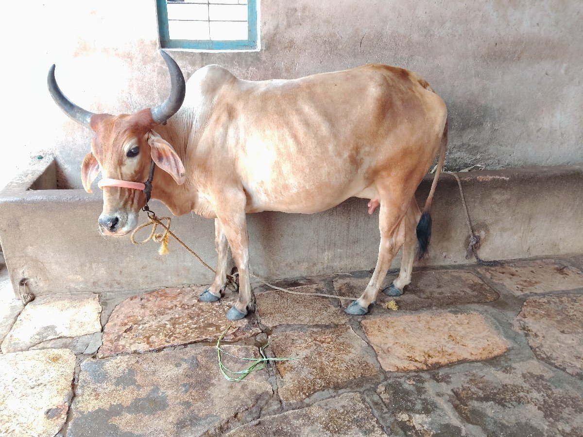 ગાય વેચવાની છે