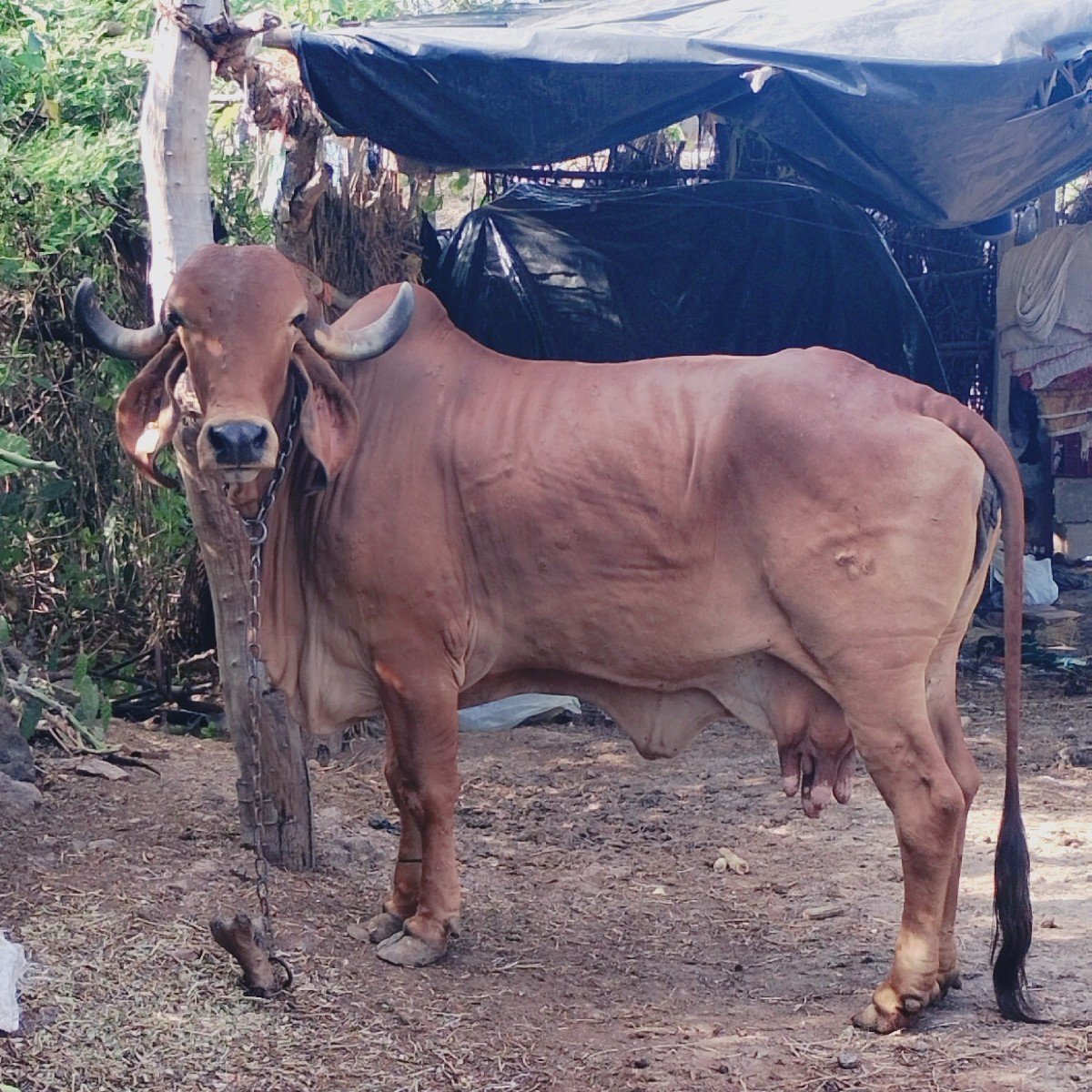 ગીર કુંઢિ ગાય