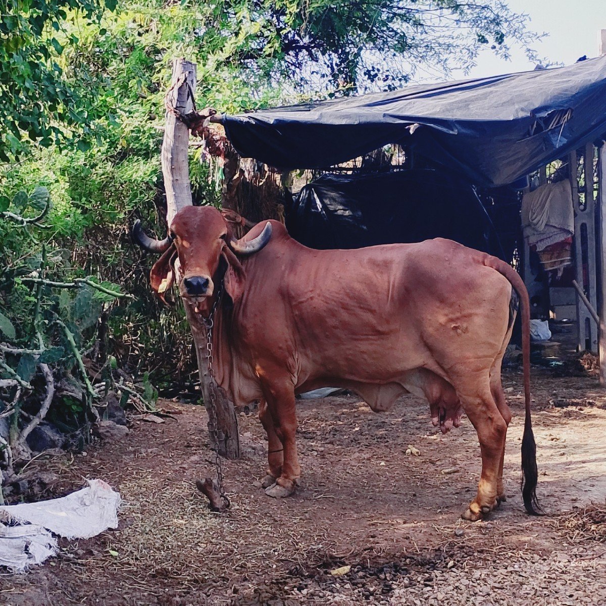 ગીર કુંઢિ ગાય