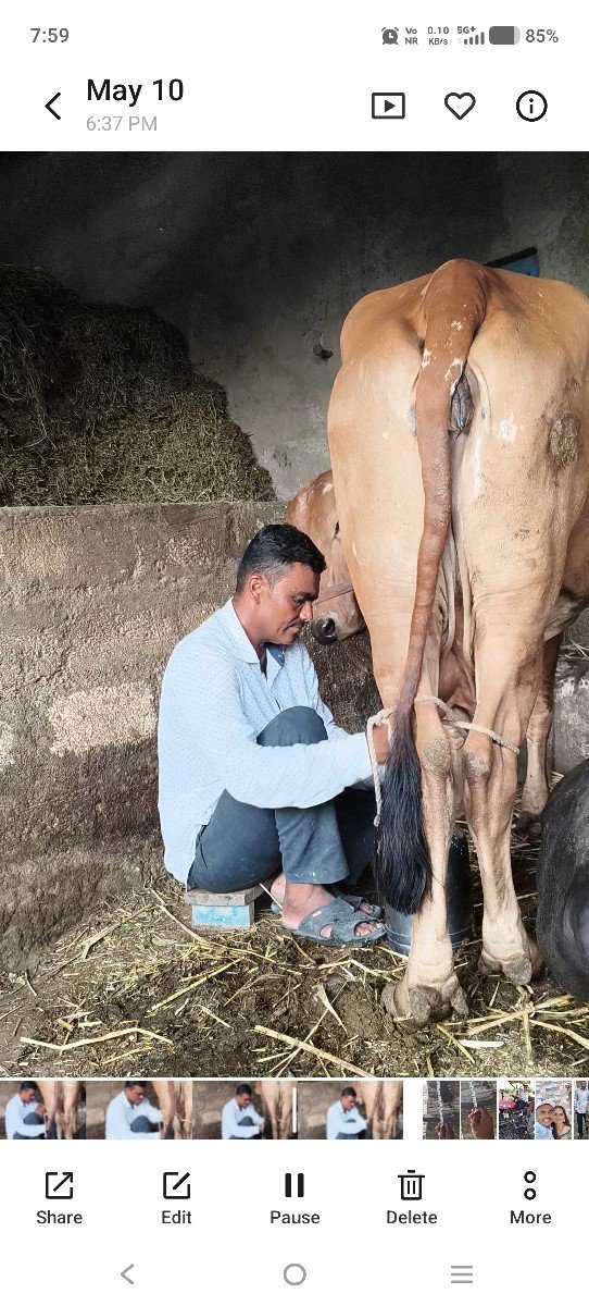 ગીર ગાય વેચવાની છે