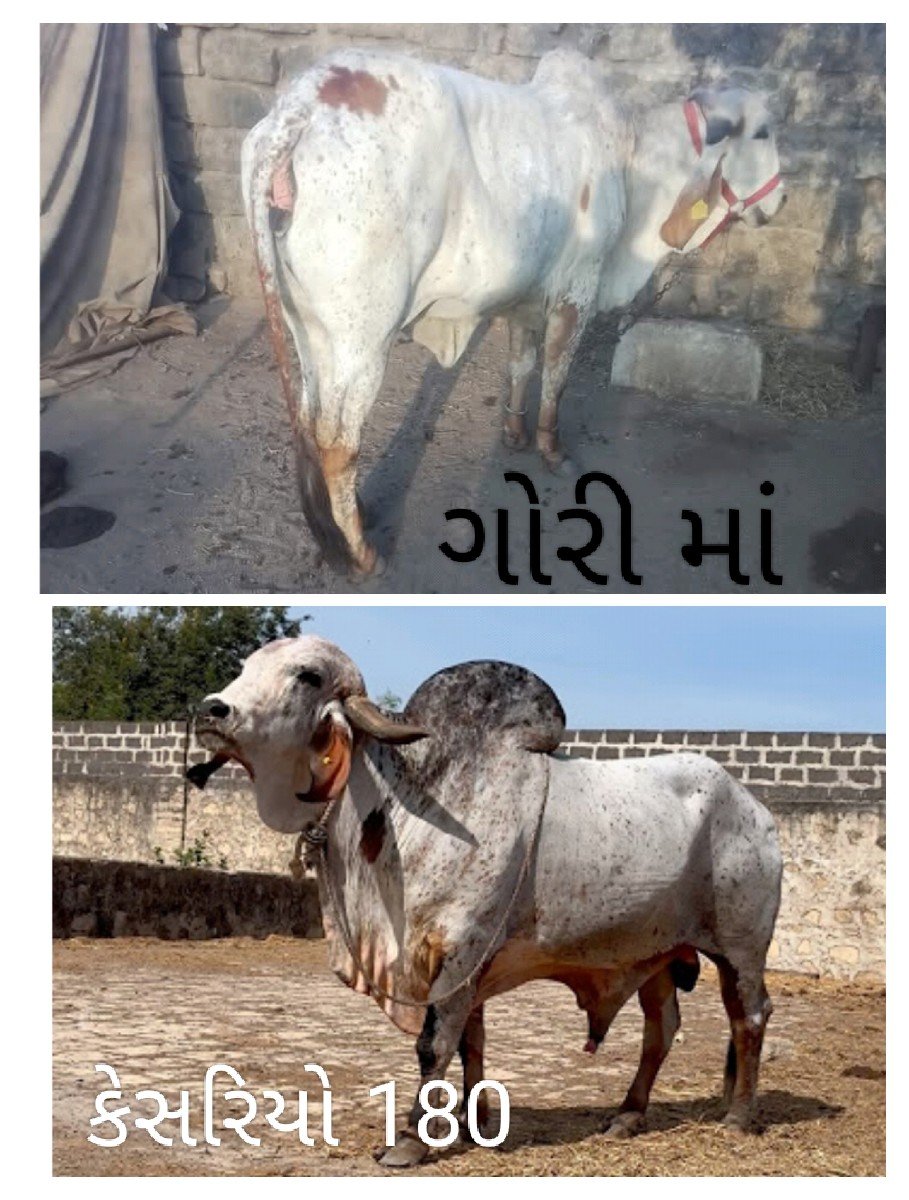 કાબરો વાસડો વેચવાનો છે
