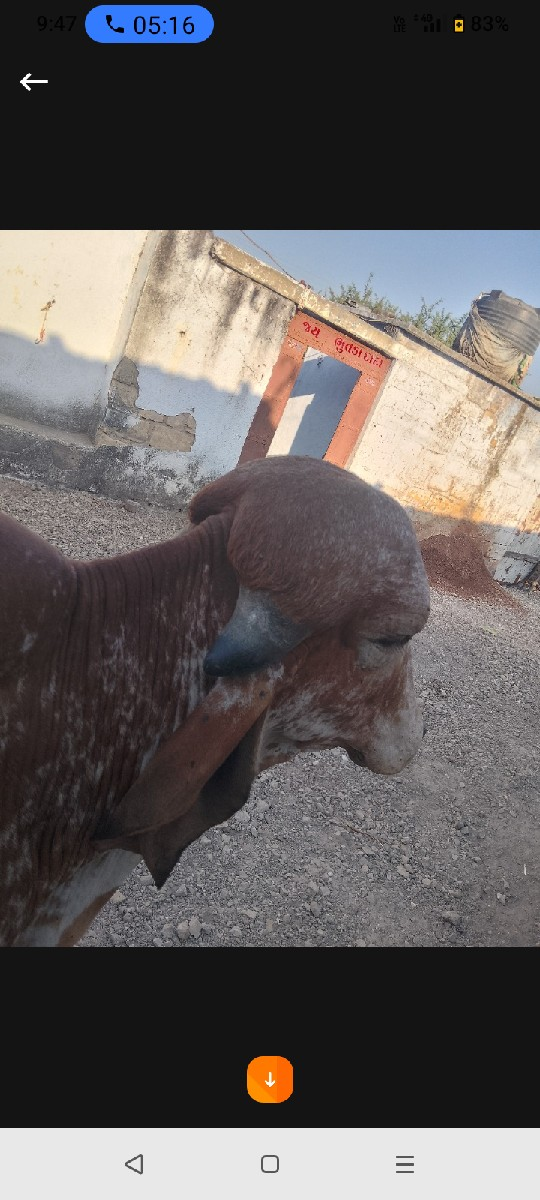 કાબરો વાસડો વેચવાનો છે