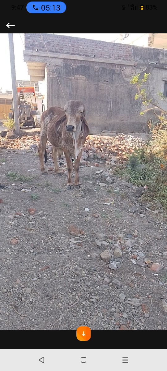 કાબરો વાસડો વેચવાનો છે