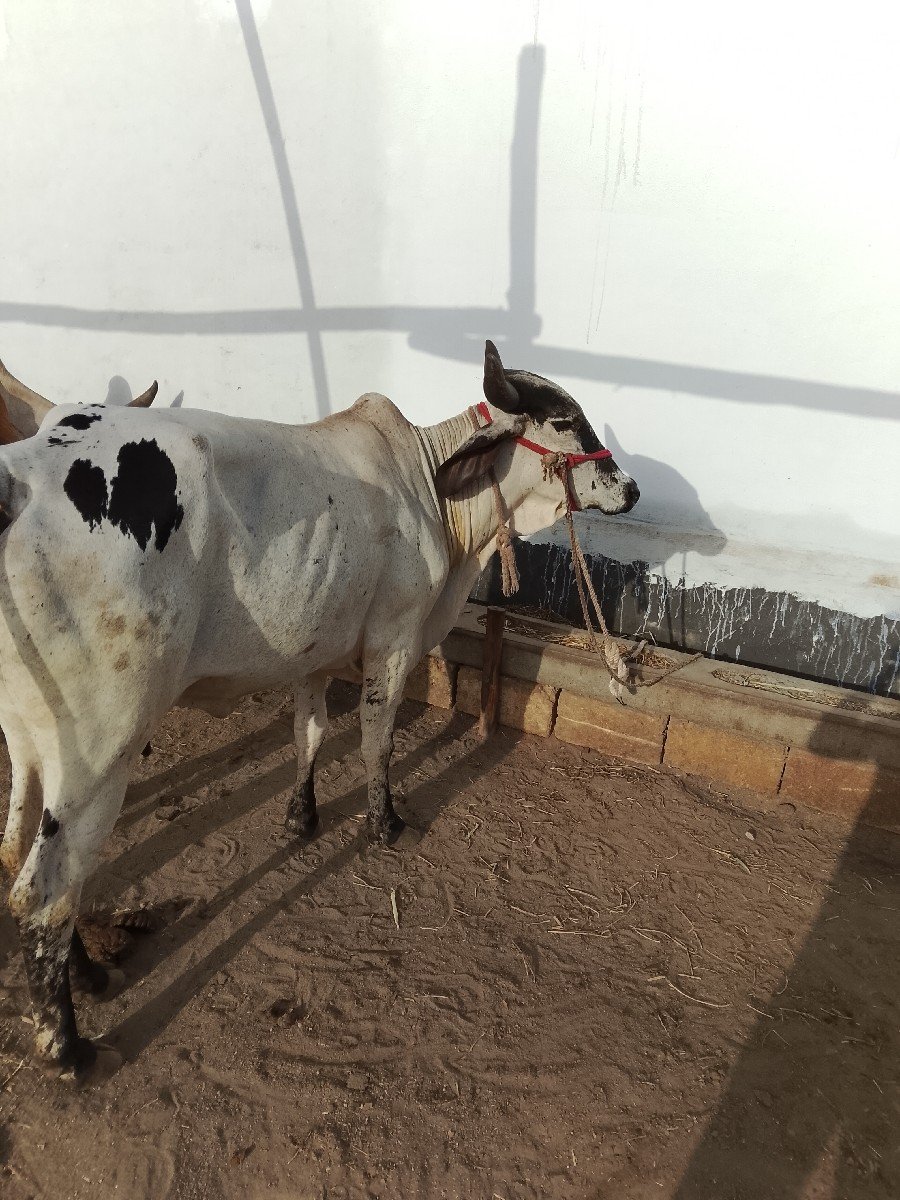 ગાય વેચવાની છે