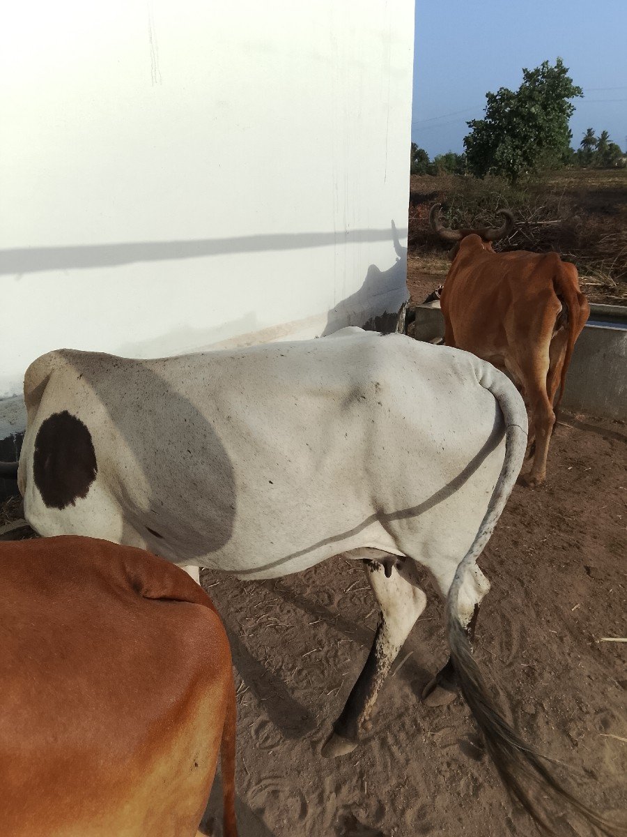 ગાય વેચવાની છે