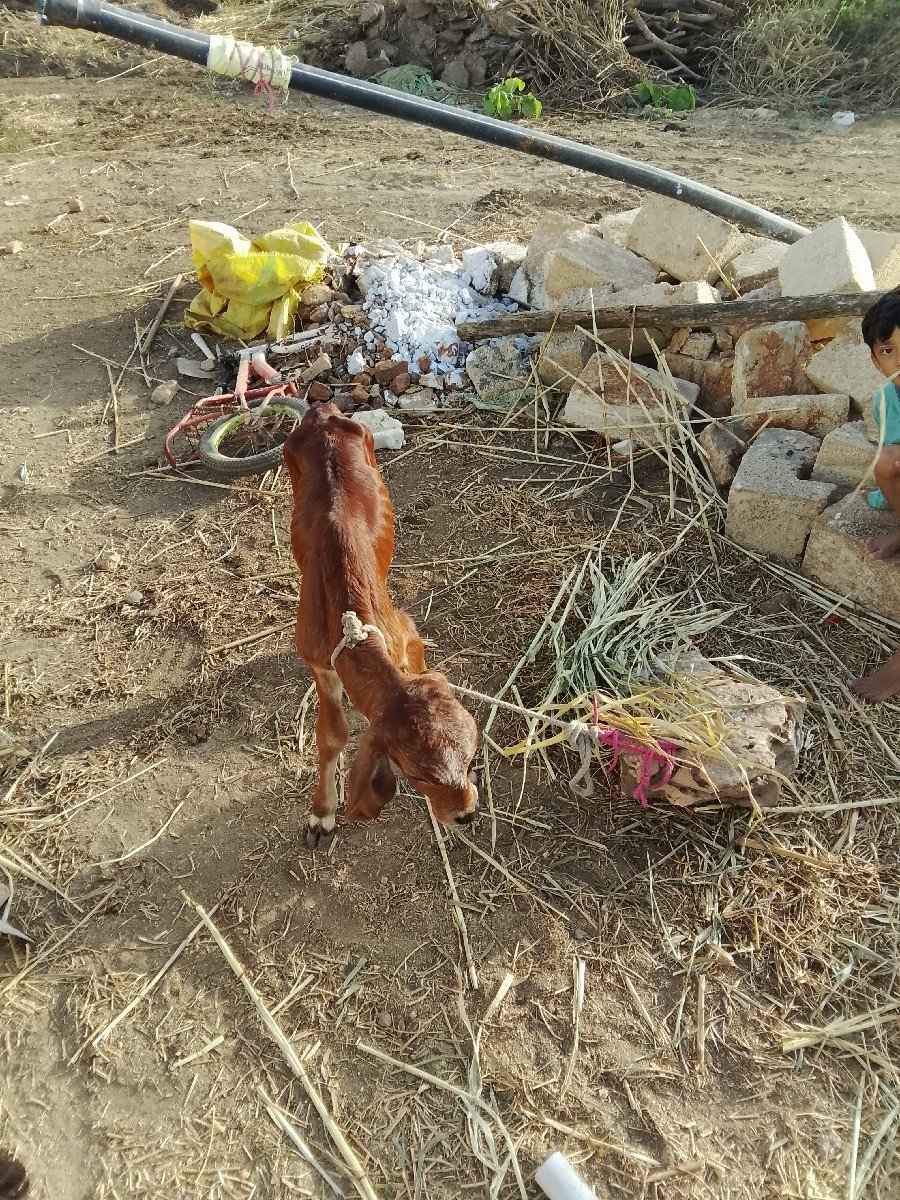 ગાય વેચવાની છે