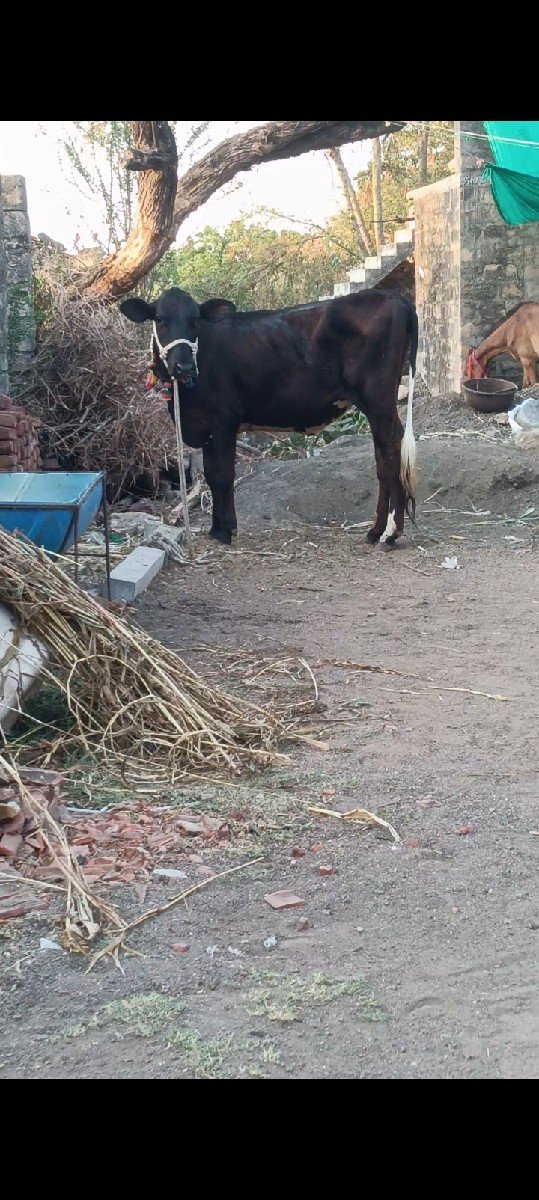 વાછડી વેચવાની છે