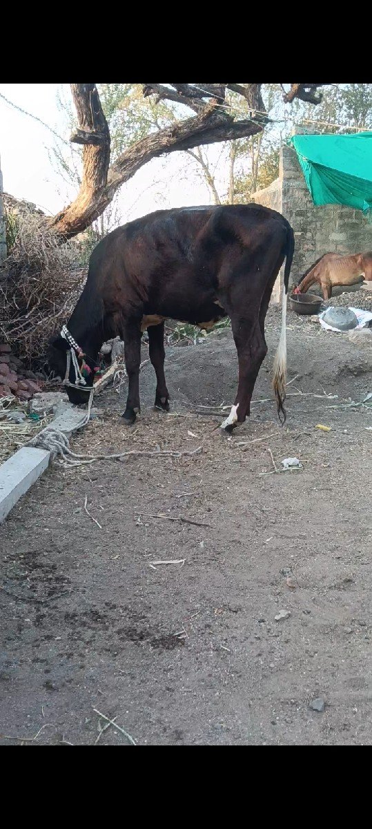 વાછડી વેચવાની છે