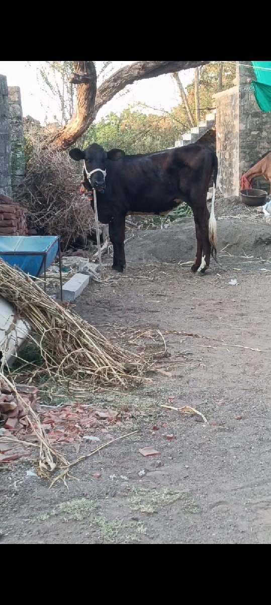વાછડી વેચવાની છે