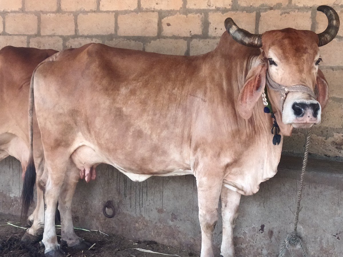 ગાય વેચવાની છે