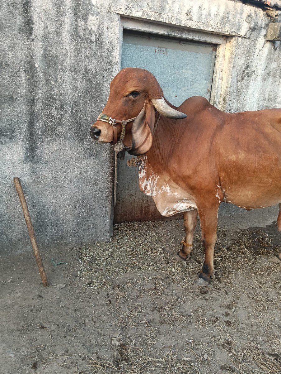 ગાય વેચવાની છે